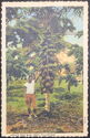 Papaya Tree with Fruit, Philippines