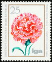 Carnation (Dianthus caryophyllus)