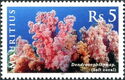 Soft Coral (Dendronephthya sp.)
