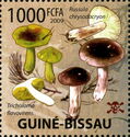 Tricholoma flavovirens and Russula chrysodacryon