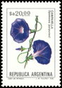 Campanilla (Ipomea purpurea) - Phosphor