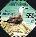 Caspian Gull (Larus cachinnans)