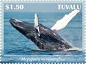Humpback Whale (Megaptera novaeangliae)