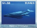 Humpback Whale (Megaptera novaeangliae)