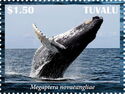 Humpback Whale (Megaptera novaeangliae)