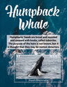 Humpback Whale (Megaptera novaeangliae)
