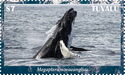 Humpback Whale (Megaptera novaeangliae)