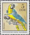 Blue-and-yellow Macaw (Ara ararauna) with Flaw