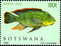 Redbreast Sunfish (Lepomis auritus)