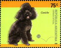 Poodle (Canis lupus familiaris)