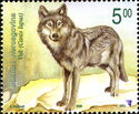 Wolf (Canis lupus)