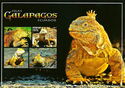 Galapagos Lizards