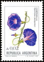 Campanilla (Ipomoea purpurea)
