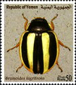 Ladybird Beetle (Brumoides nigrifrons)