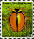 Ladybird Beetle (Cheilomenes propinqua vicina)