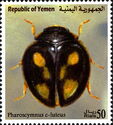 Ladybird Beetle (Pharoscymnus c-luteus)