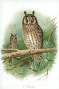 Long-eared owl