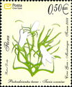 Grassy Bell (Protoedrianthus Tarae)