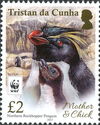 Northern Rockhopper Penguin