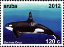 Killer Whale (Orcinus orca)
