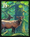 Roosevelt Elk (Cervus elaphus roosevelti)
