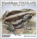 Marine Toad (Rhinella marina)