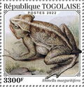 South American Common Toad (Rhinella margaritifera)