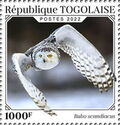 Snow Owl (Bubo scandiacus)