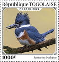 Belted Kingfisher (Megaceryle alcyon)