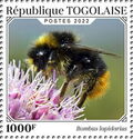 Red-tailed Bumble Bee (Bombus lapidarius)