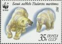 Polar Bear (Ursus maritimus) Hunting