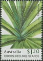 Pandanus Leaves