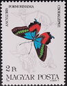 Metallic Italian Flag (Ancyluris formosissima)
