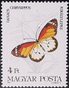 African Monarch (Danaus chrysippus)