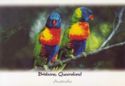 Rainbow Lorikeets (Trichoglossus moluccanus)