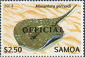 Whitespotted Whipray (Himantura gerrardi) - Official