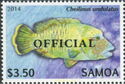 Humphead Wrasse (Cheilinus undulatus) - Official