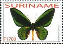 Common Green Birdwing (Ornithoptera priamus)