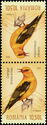 Eurasian Golden Oriole (Oriolus oriolus)