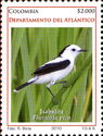 Pied Water Tyrant (Fluvicola pica) 