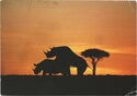 African Wildlife - Rhinoceros