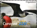 Magnificent Frigatebird (Fregata magnificens)