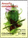 Chestnut-bellied Hummingbird (Amazilia castaneiventris)