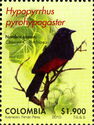 Red-bellied Grackle (Hypopyrrhus pyrohypogaster)