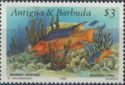 Spanish Hogfish (Bodianus rufus)