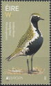 European Golden Plover (Pluvialis apricaria)