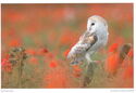 Barn owl