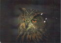 Eurasian - owl
