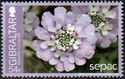 Gibraltar Candytuft