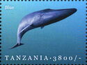 Blue Whale (Balaenoptera musculus)